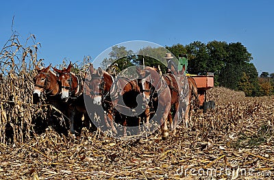 Lancaster County, PA: Amish Farmer with Donkeys Editorial Stock Photo