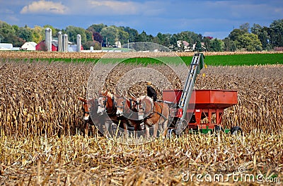 Lancaster County, PA: Amish Farmer in Field Editorial Stock Photo