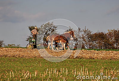 Lancaster County, PA: Amish Farmer with Horses Editorial Stock Photo
