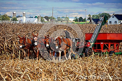 Lancaster County, PA: Amish Farmer with Thresher Editorial Stock Photo