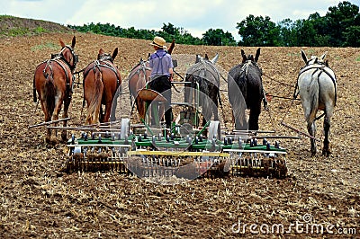 Lancaster County, PA: Amish Youth Plowing Field Editorial Stock Photo