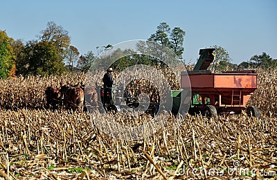 Lancaster County, Pennsylvania: Amish Farmer Threshing Corn Editorial Stock Photo