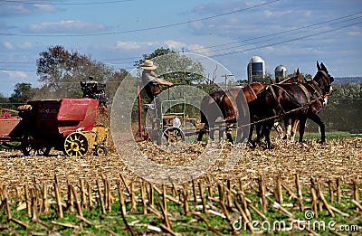 Lancaster, PA: Amish Farmer with Donkeys Editorial Stock Photo