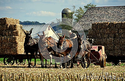 Lancaster, PA: Amish Farmer with Donkeys Editorial Stock Photo