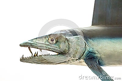 Lancetfish. Close-up of Alepisaurus ferox. Long deepwater fish Stock Photo