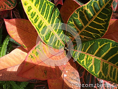 lancur flower with green, yellow, also pink and slightly red leaves which is beautiful when shot from above Stock Photo