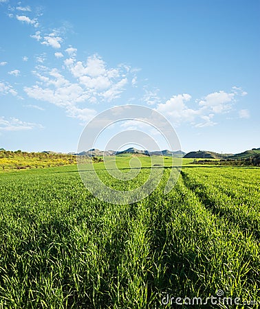 Land covered by green grass Stock Photo