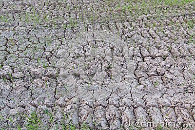 Land with dry cracked ground Stock Photo