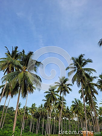 a land full of many coconut trees Stock Photo