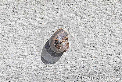 Land or garden snail Cornu aspersum 1 Stock Photo