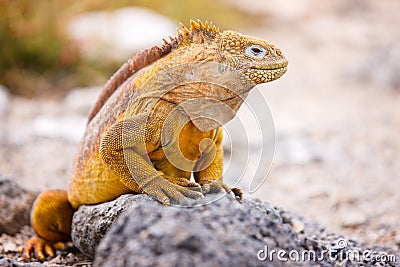 Land iguana Stock Photo