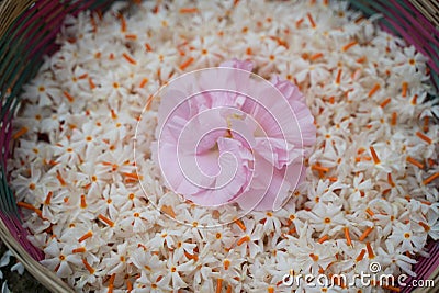 Land Lotus, Night jasmine, Seuli or Shefali flower is symbol flower of saradiya or Durga Puja festival in autumn season. Stock Photo