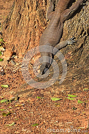 A land monitor lizard making its way down a tree, Sri Lanka Stock Photo