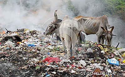 LAND POLLUTION Editorial Stock Photo