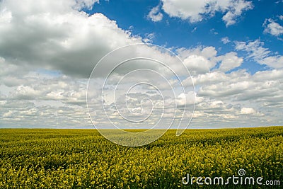 A land of rape in a cloudy day Stock Photo