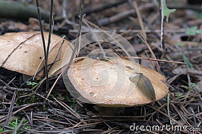 land slug, deep plunged into the weeping bolete. fell asleep when eat the edible flesh of mushrooms cap Stock Photo