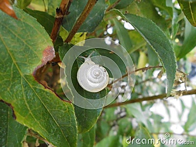 Land snail, gastropod clam with a white shell with black splashes on a leaf of a bush in the garden. Germany Stock Photo