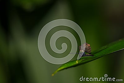 Land snail on green leaf Editorial Stock Photo