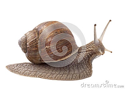 Land snail Stock Photo