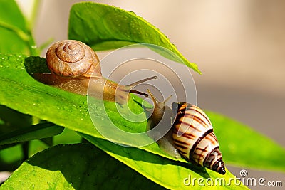 Land Snails Stock Photo