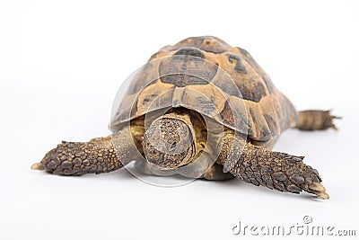 Land turtle Stock Photo