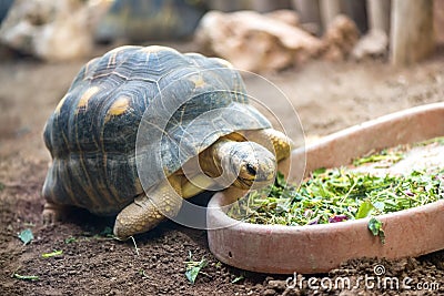 Land turtle eating fresh vegetables Stock Photo