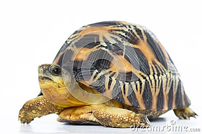 Land turtle Stock Photo
