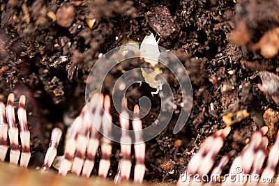 Land white dwarf woodlice Trichorhina Tomentosa belongs to crustaceans and lives in a coconut substrate along with olive marmen Stock Photo