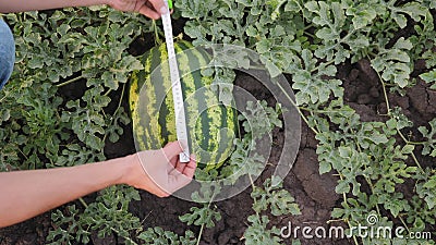 Landbouwer die een watermeloen, close-up meten stock footage Landbouwer die een watermeloen, close-up meten stock footage