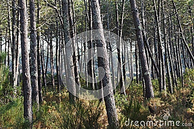 Landes forest Stock Photo