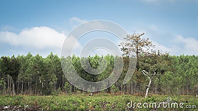 Landes forest in France Stock Photo