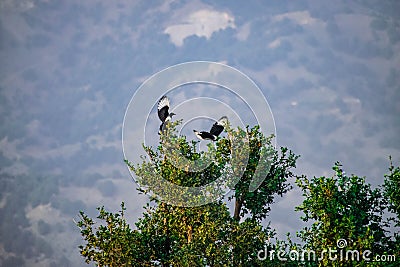 A landing bird Stock Photo