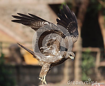 Landing Eagle Stock Photo