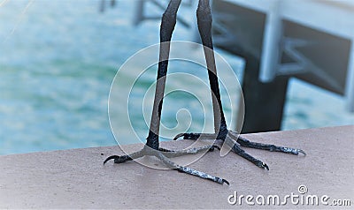 Landing of an Egret with Ugly Feet Stock Photo