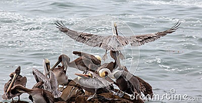 Landing pelican causing mayhem on rock on the central coast of Cambria California USA Stock Photo