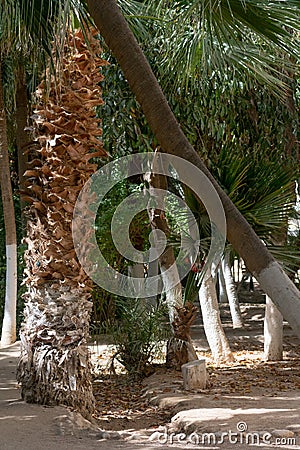 Landon Garden in Biskra, Algeria Stock Photo