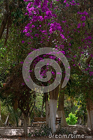 Landon Garden in Biskra, Algeria Stock Photo