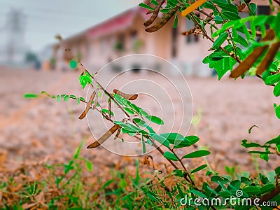 Landsc Stock Photo