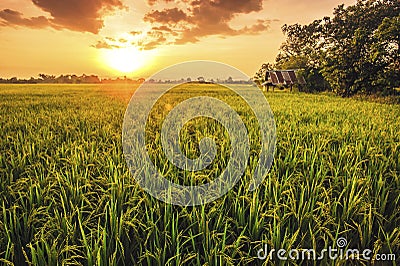 Landscap of rice field and sun set Stock Photo