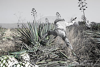 Tequila agave desaturated landscape with plants in color Stock Photo