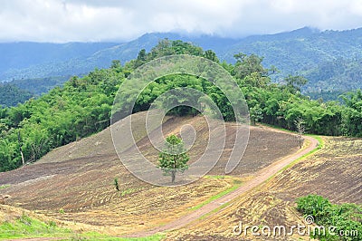 Landscape of agricultural field with mountain, Agriculture scene, Forest destruction Stock Photo