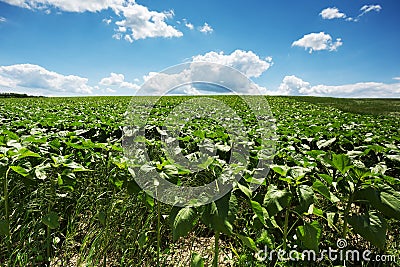 Landscape Agriculture Stock Photo