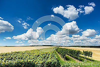 Landscape Agriculture Stock Photo