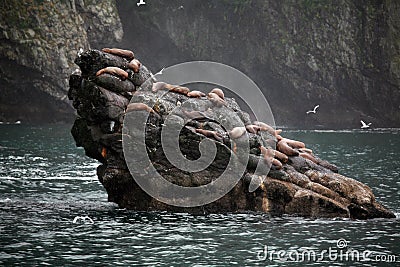 Alaska landscape with Steller Sea Lions Stock Photo