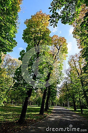 Alley surrounded by green and yellow old large chestnut trees and grass in a sunny autumn day in Parcul Carol ( Stock Photo