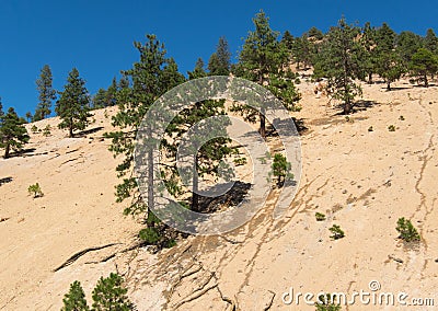 Foliage and landscape along Geiger Grade Road Stock Photo