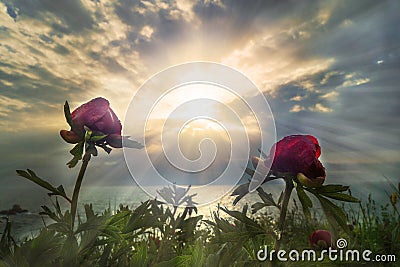 Landscape : Amazing sun rise with Flowers near the sea, Yalata, Kaliakra, Varna Bulgaria Stock Photo