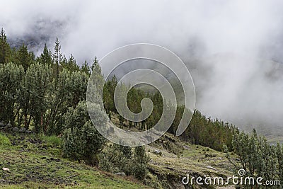 Landscape of the andes with eucalyptus, queÃ±ua and fog Stock Photo