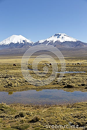 Landscape of the Andes Mountains, with llamas grazing. Stock Photo