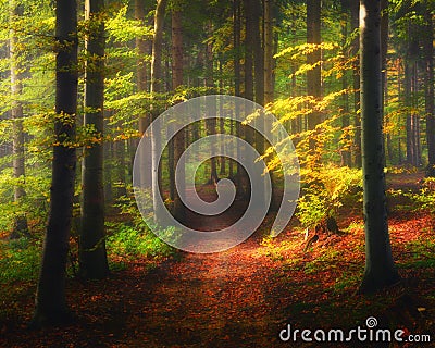 Landscape in Autumn forest, hiking in the mountains Stock Photo